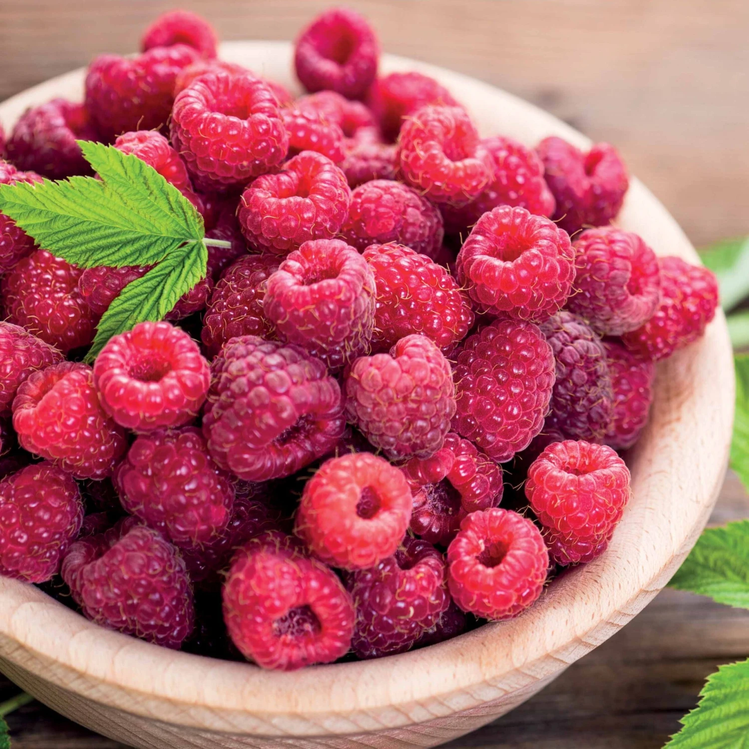 Framboisier Remontant Paris 4 Framboisier Remontant Paris – Image 2