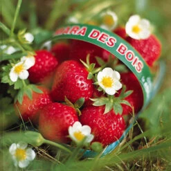 Fraisier Remontant Mara Des Bois -France Fournitures De Jardin Soldes 2024 100862 3 1699628319381