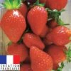 Fraisier Remontant Mariguette ® 1 Fraisier Remontant Mariguette ® -France Fournitures De Jardin Soldes 2024 100863 1