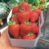 Fraisier Magnum -France Fournitures De Jardin Soldes 2024 100864 1