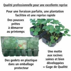 Fraisier Magnum -France Fournitures De Jardin Soldes 2024 100864 2 1706089271368