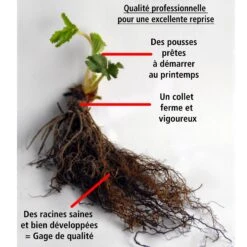 Fraisier Magnum -France Fournitures De Jardin Soldes 2024 100864 5 1706089265968