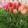 30 Tulipes Van Eijk En Mélange 1 30 Tulipes Van Eijk En Mélange -France Fournitures De Jardin Soldes 2024 100880 1