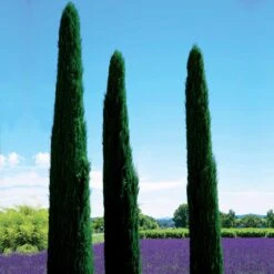 Cyprès Totem -France Fournitures De Jardin Soldes 2024 100970 2 1699525647525
