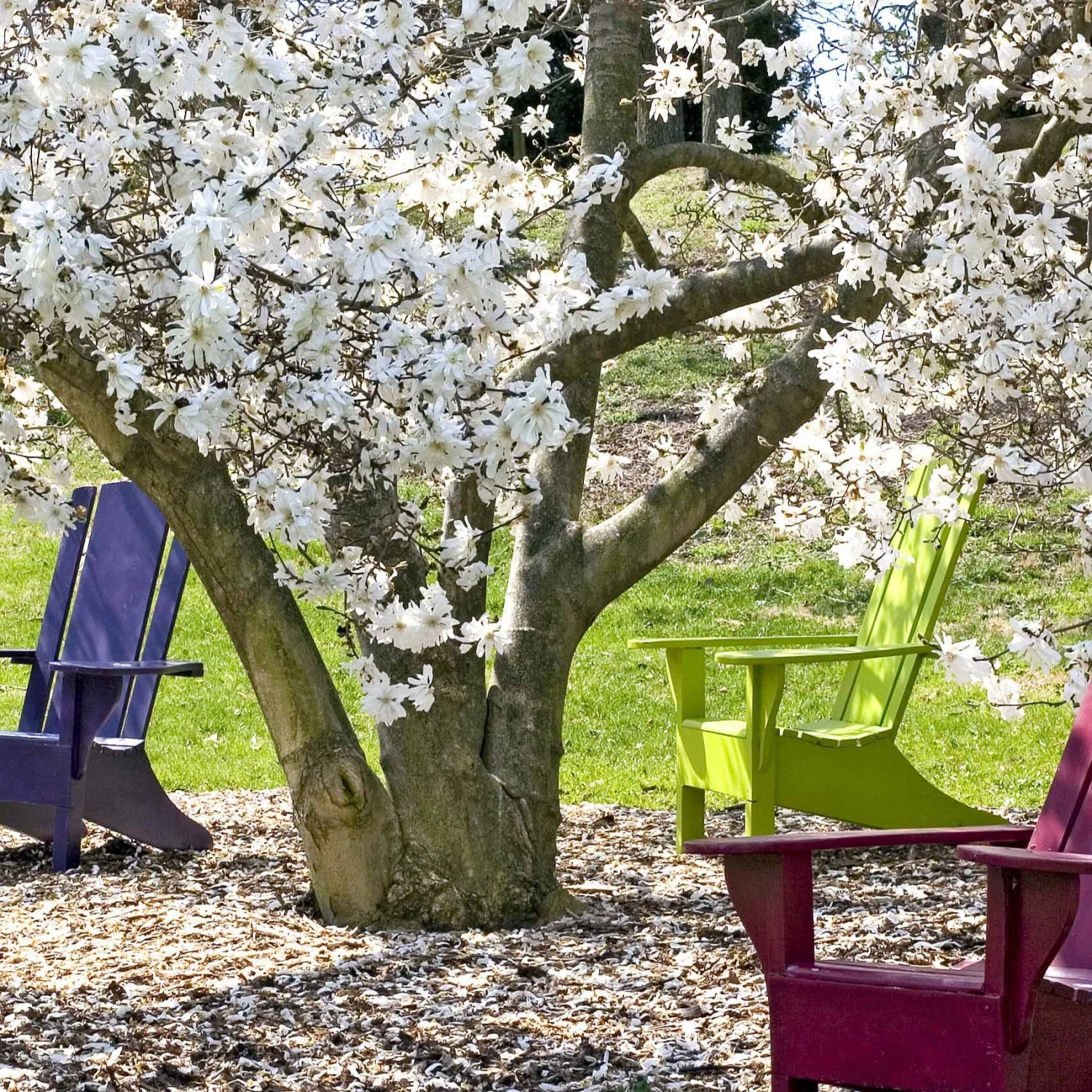 Magnolia étoilé 8 Magnolia étoilé – Image 6