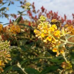 Arbre à Papillons Sungold
