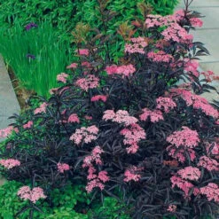 Sureau Noir Thundercloud 8 Sureau Noir Thundercloud -France Fournitures De Jardin Soldes 2024 101062 1 1706625290256