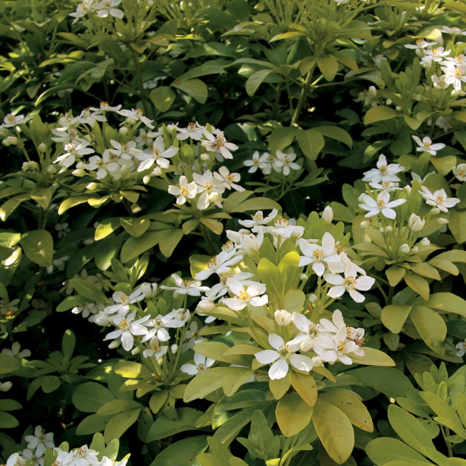 Oranger Du Mexique Doré 3 Oranger Du Mexique Doré