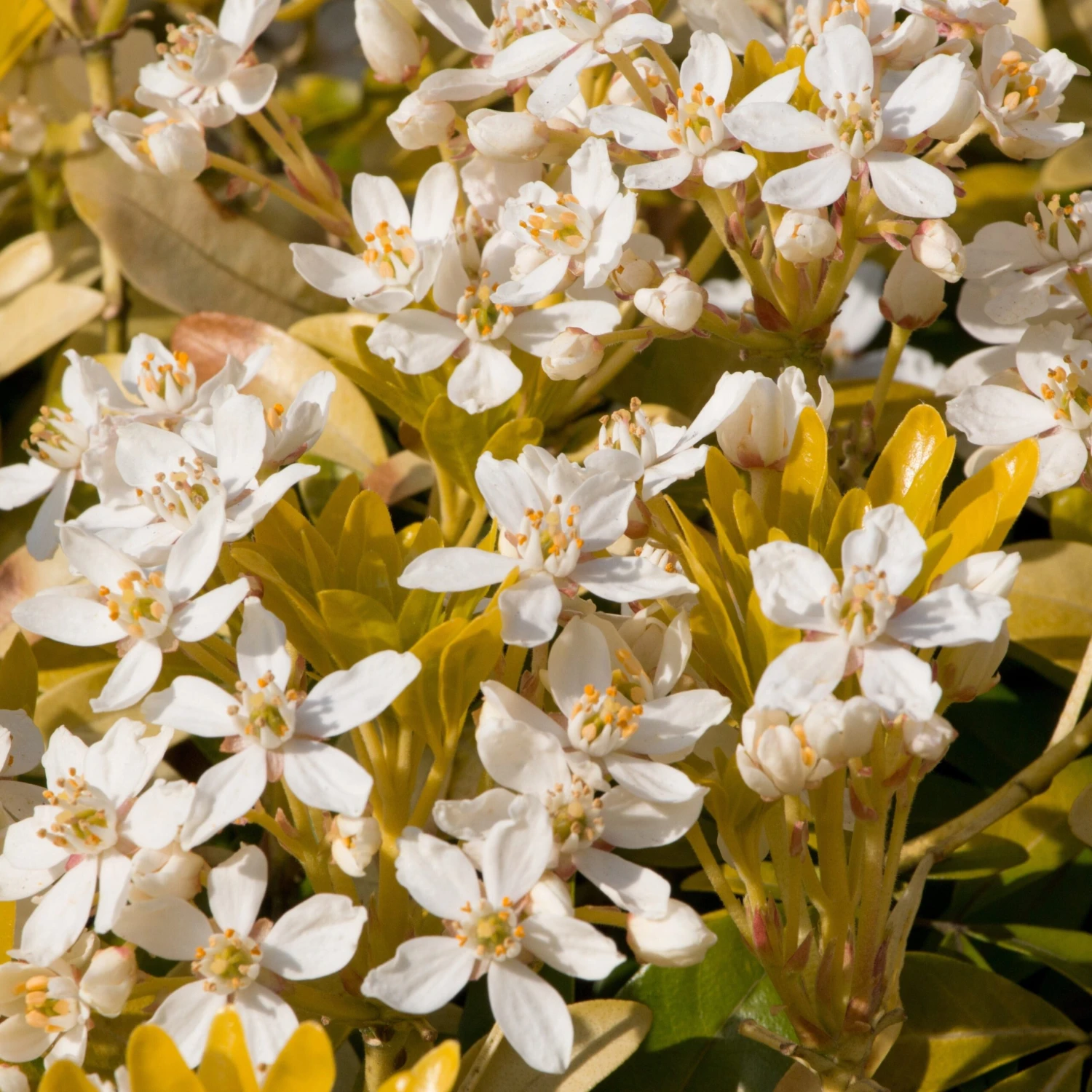 Oranger Du Mexique Doré 4 Oranger Du Mexique Doré – Image 2