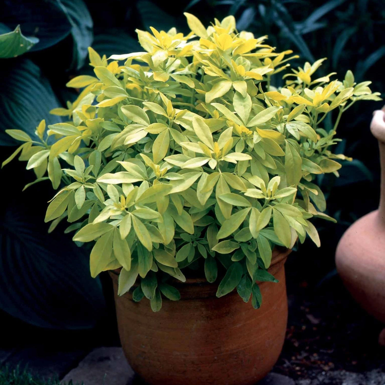 Oranger Du Mexique Doré 5 Oranger Du Mexique Doré – Image 3