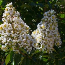 Lilas Des Indes Blanc 9 Lilas Des Indes Blanc -France Fournitures De Jardin Soldes 2024 101070 2 1706101316582
