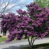Lilas Des Indes Violet 1 Lilas Des Indes Violet -France Fournitures De Jardin Soldes 2024 101071 1 1700126468388