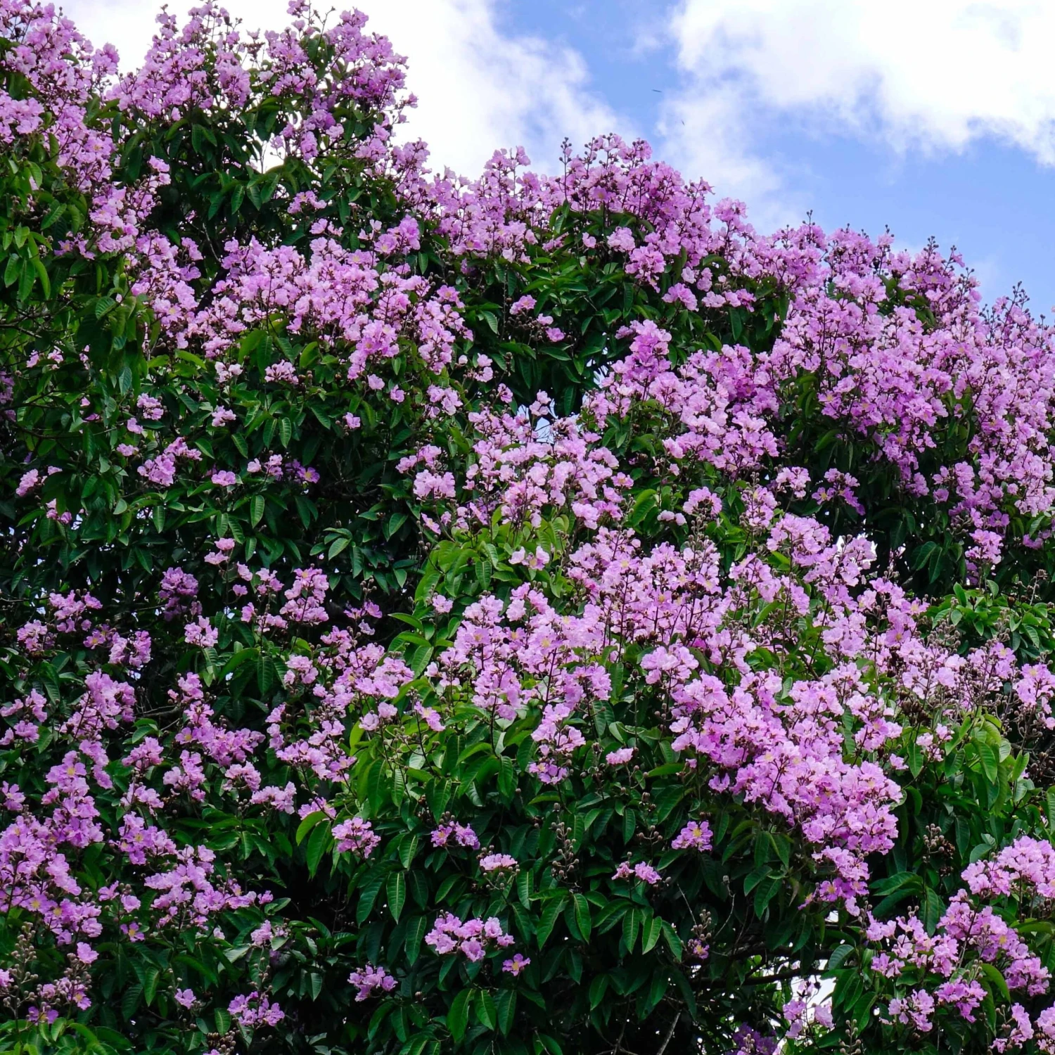 Lilas Des Indes Violet 4 Lilas Des Indes Violet – Image 2