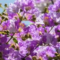 Lilas Des Indes Violet 12 Lilas Des Indes Violet -France Fournitures De Jardin Soldes 2024 101071 4 1700126500567