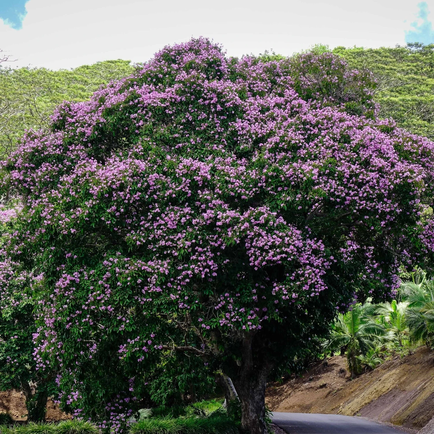 Lilas Des Indes Violet 5 Lilas Des Indes Violet – Image 3