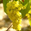 Vigne Chardonnay 2 Vigne Chardonnay -France Fournitures De Jardin Soldes 2024 101082 1 1700142367319