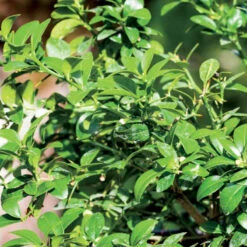 Citron Caviar -France Fournitures De Jardin Soldes 2024 101092 2