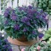 3 Héliotropes Du Pérou 1 3 Héliotropes Du Pérou -France Fournitures De Jardin Soldes 2024 101102 1 1706103906851