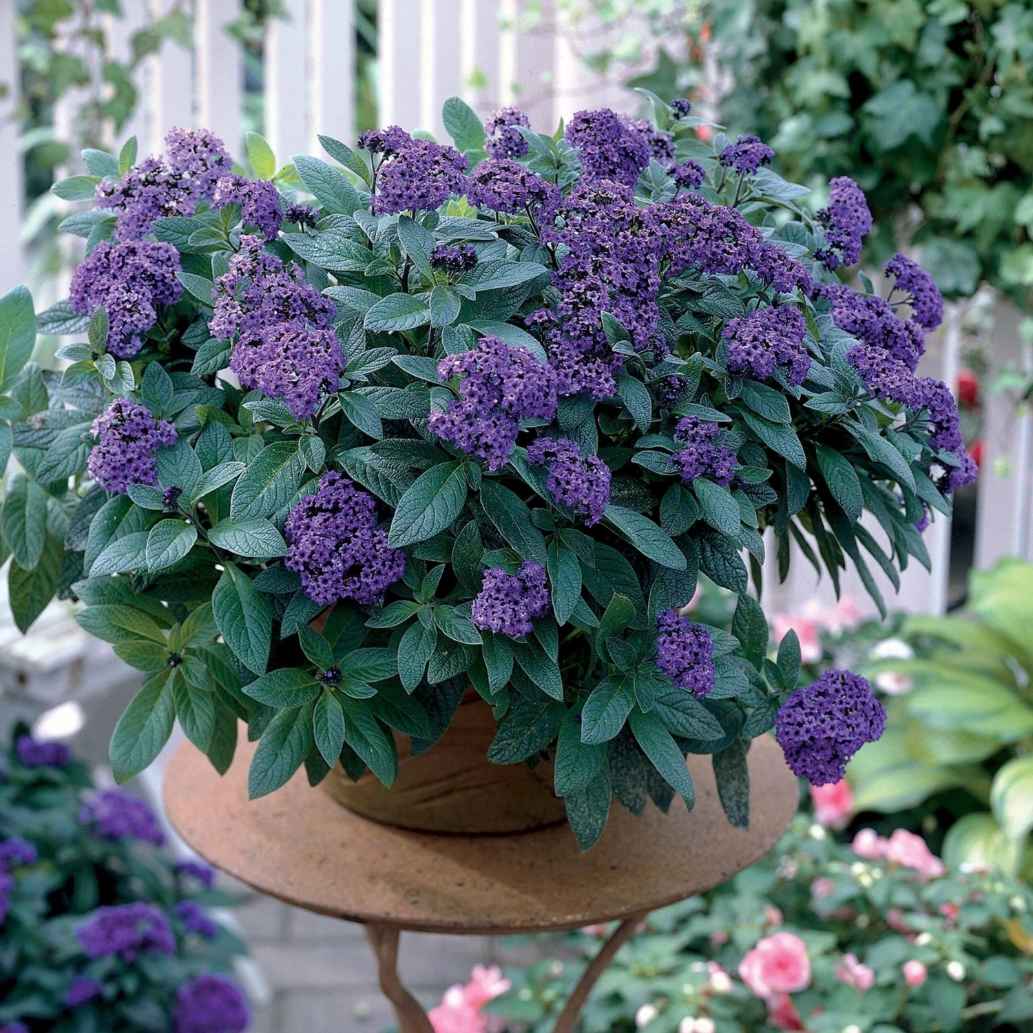 3 Héliotropes Du Pérou 3 3 Héliotropes Du Pérou