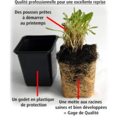3 Brachycomes -France Fournitures De Jardin Soldes 2024 101103 2 1706103869263