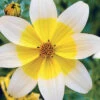 3 Bidens Jaunes -France Fournitures De Jardin Soldes 2024 101104 1 1706104189700