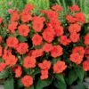 3 Sunpatiens Orange 1 3 Sunpatiens Orange -France Fournitures De Jardin Soldes 2024 101107 1 1706104126525