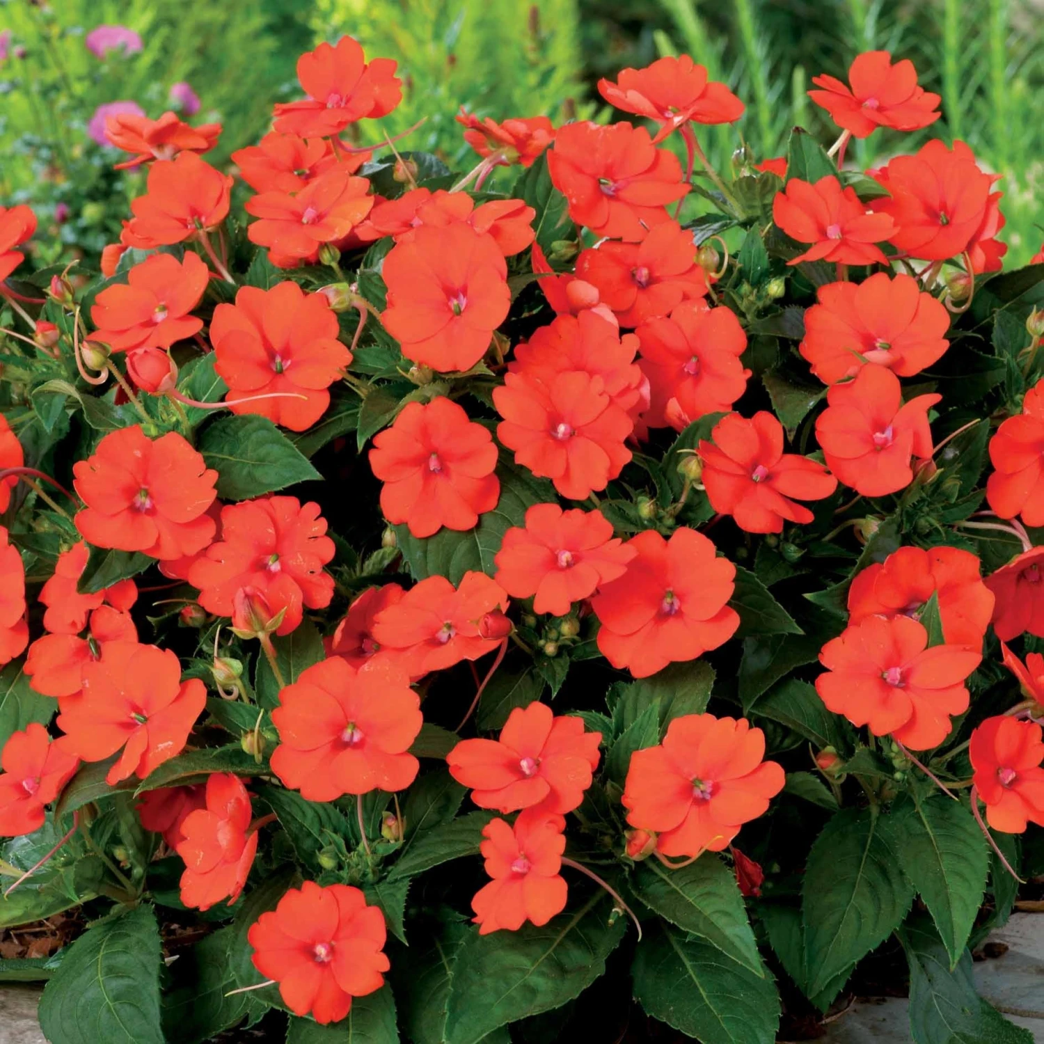 3 Sunpatiens Orange 3 3 Sunpatiens Orange
