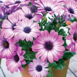 3 Marguerites Du Cap Pink Flave
