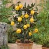 Mini Pommier Golden Yellow Spur 1 Mini Pommier Golden Yellow Spur -France Fournitures De Jardin Soldes 2024 101114 1 1706104351269