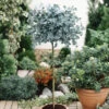 Eucalyptus Sur Tige -France Fournitures De Jardin Soldes 2024 101355 1 1706171015385