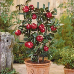 Mini Pommier Red Spur Delicious 5 Mini Pommier Red Spur Delicious -France Fournitures De Jardin Soldes 2024 101371 2 1700228862532