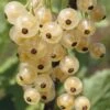 Groseillier White Pearl -France Fournitures De Jardin Soldes 2024 101375 1 1706087736843