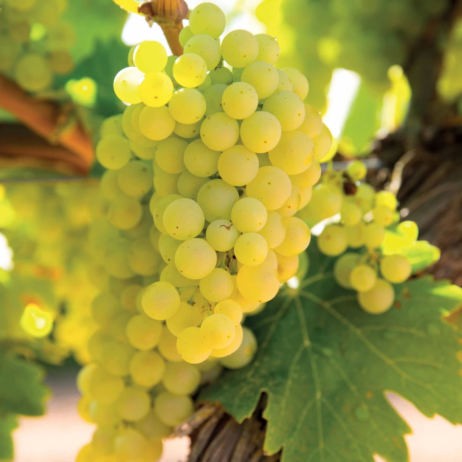 Vigne Vroege Van Der Laan 3 Vigne Vroege Van Der Laan