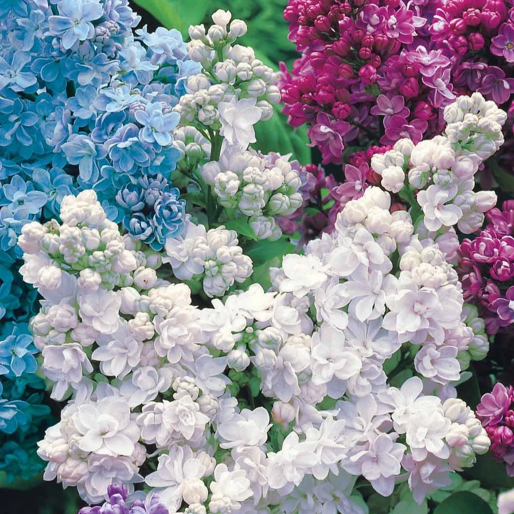 Lilas Double Blanc 4 Lilas Double Blanc – Image 2