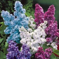 Lilas Double Blanc 7 Lilas Double Blanc -France Fournitures De Jardin Soldes 2024 101418 2 1706093251514