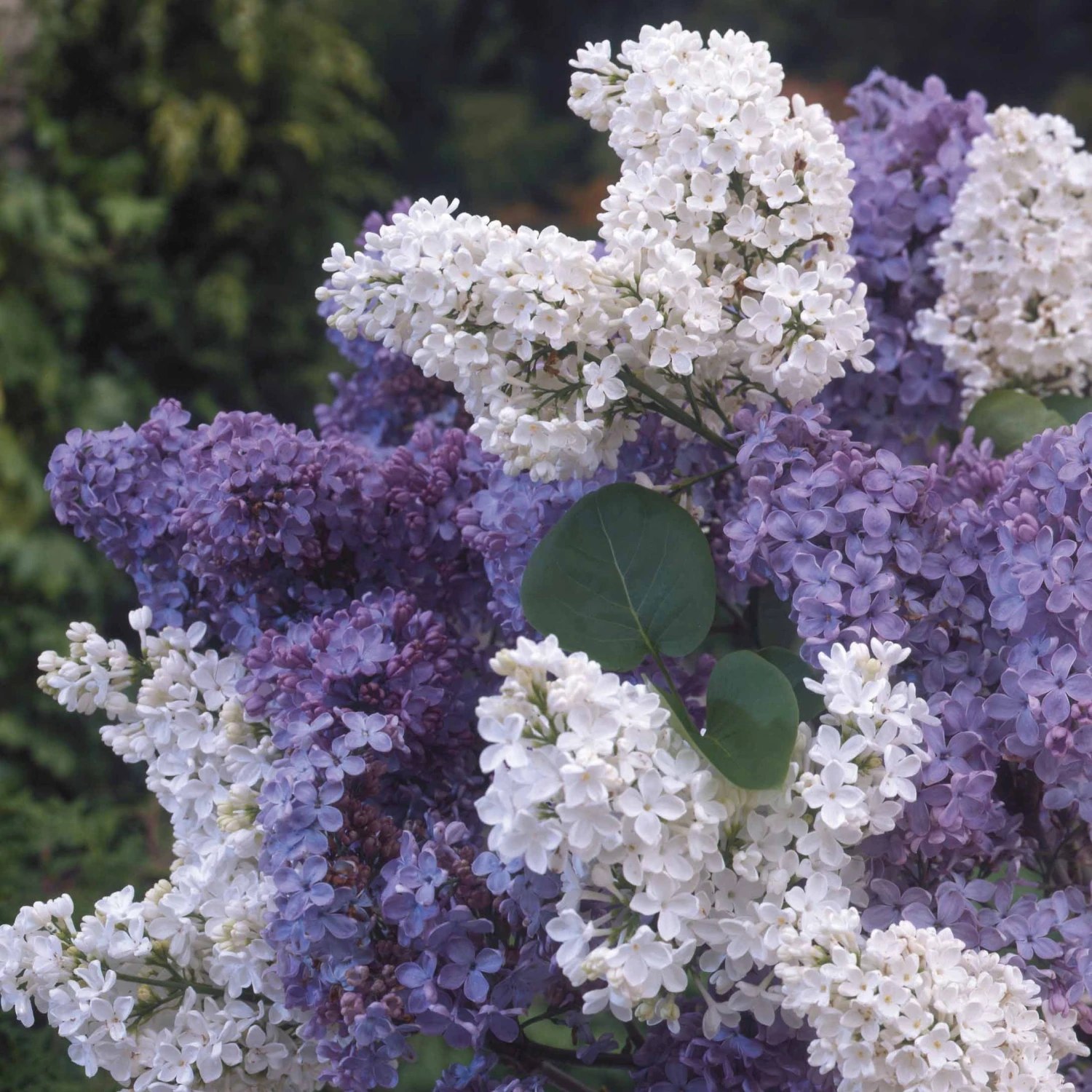 Lilas Double Blanc 3 Lilas Double Blanc