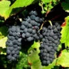 Vigne Pinot -France Fournitures De Jardin Soldes 2024 101433 1 1700228077968
