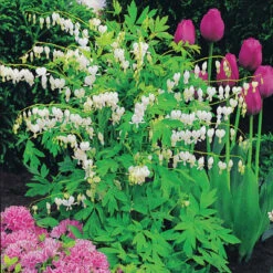 Coeur De Marie Blanc 10 Coeur De Marie Blanc -France Fournitures De Jardin Soldes 2024 101923 4 1706119581170