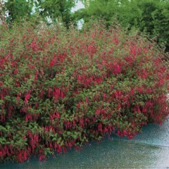 Fuchsia De Magellan Riccartonii