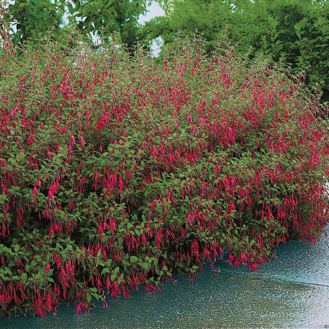 Fuchsia De Magellan Riccartonii 3 Fuchsia De Magellan Riccartonii