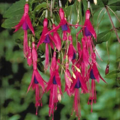 Fuchsia De Magellan Riccartonii 7 Fuchsia De Magellan Riccartonii -France Fournitures De Jardin Soldes 2024 102040 2 1699626394794