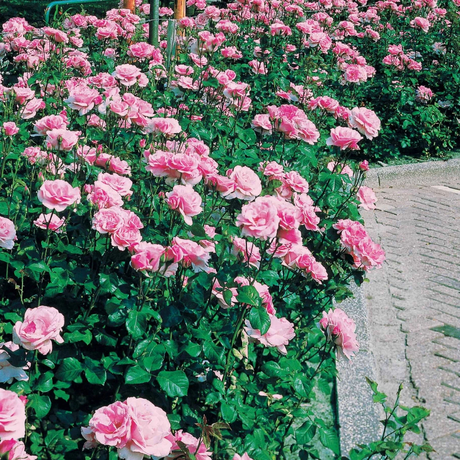 Rosier Queen Elisabeth 6 Rosier Queen Elisabeth – Image 4