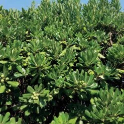 Pittosporum Tobira 10 Pittosporum Tobira -France Fournitures De Jardin Soldes 2024 103404 1 1705588003066