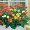 3 Lantanas En Mélange -France Fournitures De Jardin Soldes 2024 103697 1 1700142474219
