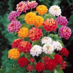 3 Lantanas En Mélange 9 3 Lantanas En Mélange -France Fournitures De Jardin Soldes 2024 103697 3 1700142479322