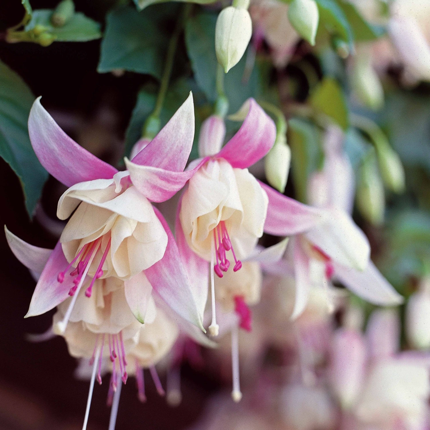 6 Fuchsias Résistants Au Gel En Mélange 3 6 Fuchsias Résistants Au Gel En Mélange