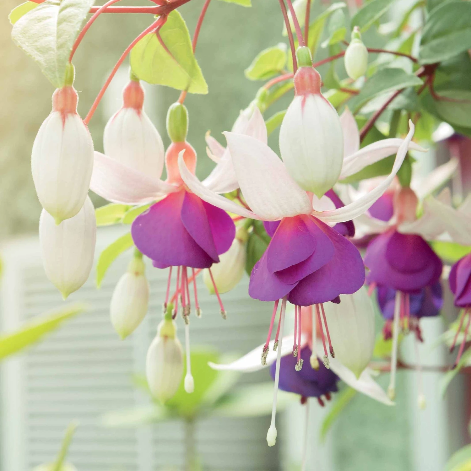 6 Fuchsias Résistants Au Gel En Mélange 4 6 Fuchsias Résistants Au Gel En Mélange – Image 2
