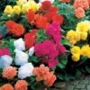 Bégonias Doubles En Mélange -France Fournitures De Jardin Soldes 2024 103707 1