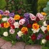 20 Tulipes à Fleurs De Pivoine En Mélange -France Fournitures De Jardin Soldes 2024 103711 3