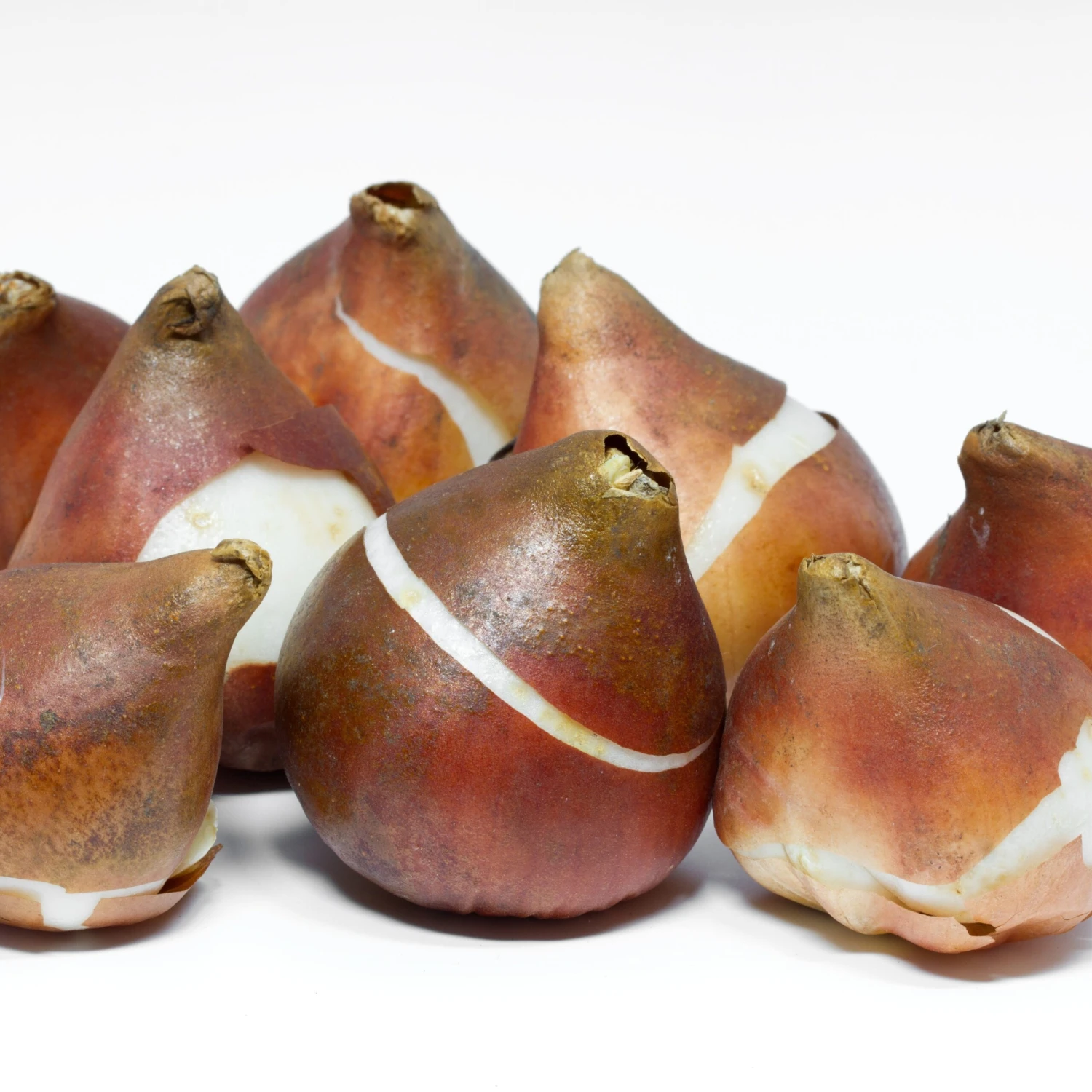 Tulipes à Longues Tiges En Mélange 5 Tulipes à Longues Tiges En Mélange – Image 3